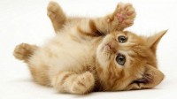 /album/tudo-gatos/gatos-6-jpg/